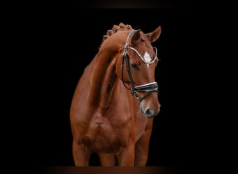 Oldenbourg, Jument, 4 Ans, 166 cm, Alezan