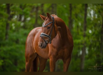 Oldenbourg, Jument, 4 Ans, 166 cm, Alezan