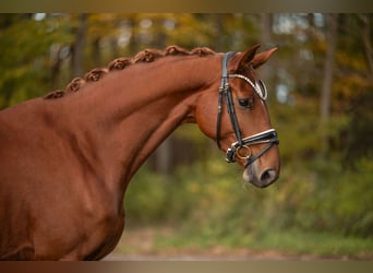 Oldenbourg, Jument, 4 Ans, 166 cm, Alezan