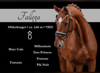 Oldenbourg, Jument, 4 Ans, 166 cm, Alezan