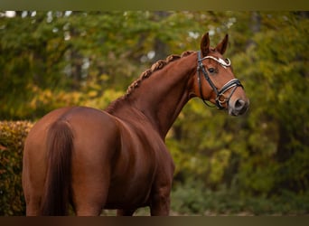 Oldenbourg, Jument, 4 Ans, 166 cm, Alezan
