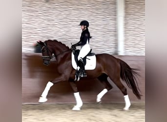 Oldenbourg, Jument, 4 Ans, 166 cm, Alezan