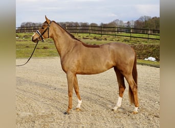 Oldenbourg, Jument, 4 Ans, 166 cm, Alezan