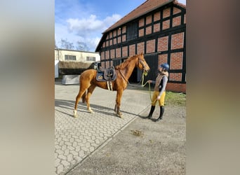 Oldenbourg, Jument, 4 Ans, 166 cm, Alezan