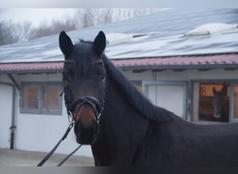 Oldenbourg, Jument, 4 Ans, 166 cm, Bai brun