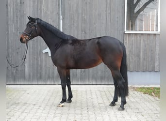 Oldenbourg, Jument, 4 Ans, 166 cm, Bai brun