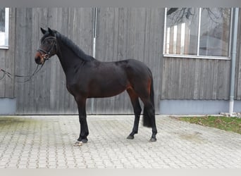 Oldenbourg, Jument, 4 Ans, 166 cm, Bai brun