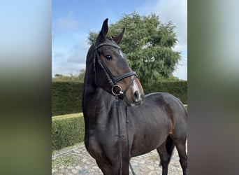 Oldenbourg, Jument, 4 Ans, 166 cm, Bai brun