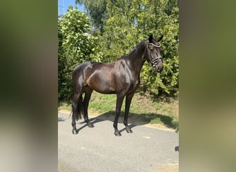 Oldenbourg, Jument, 4 Ans, 166 cm, Bai brun