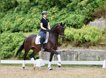 Oldenbourg, Jument, 4 Ans, 166 cm, Bai brun foncé