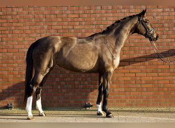 Oldenbourg, Jument, 4 Ans, 166 cm, Bai brun foncé