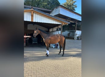 Oldenbourg, Jument, 4 Ans, 166 cm, Bai