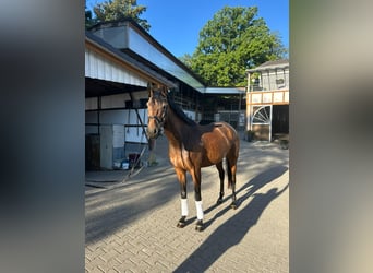 Oldenbourg, Jument, 4 Ans, 166 cm, Bai