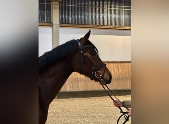 Oldenbourg, Jument, 4 Ans, 166 cm, Bai