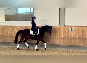 Oldenbourg, Jument, 4 Ans, 166 cm, Bai