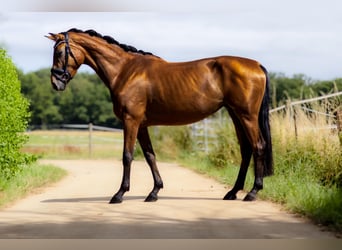 Oldenbourg, Jument, 4 Ans, 166 cm, Bai