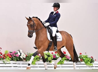 Oldenbourg, Jument, 4 Ans, 166 cm, Bai