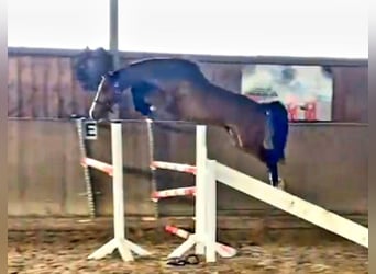 Oldenbourg, Jument, 4 Ans, 166 cm, Bai