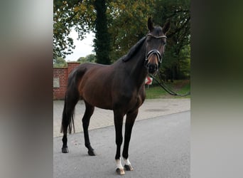 Oldenbourg, Jument, 4 Ans, 166 cm, Bai