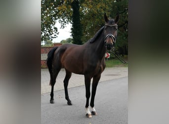 Oldenbourg, Jument, 4 Ans, 166 cm, Bai