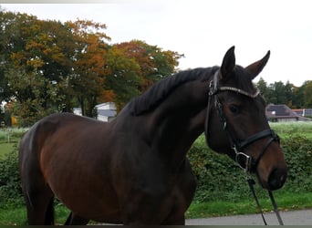 Oldenbourg, Jument, 4 Ans, 166 cm, Bai