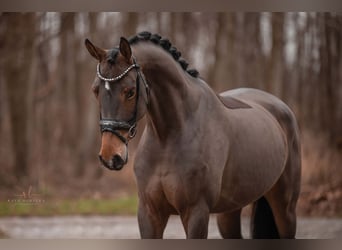 Oldenbourg, Jument, 4 Ans, 166 cm, Bai clair