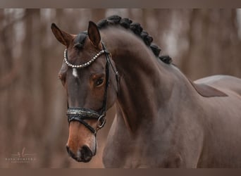 Oldenbourg, Jument, 4 Ans, 166 cm, Bai clair