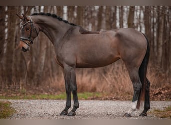 Oldenbourg, Jument, 4 Ans, 166 cm, Bai clair