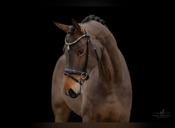 Oldenbourg, Jument, 4 Ans, 166 cm, Bai clair