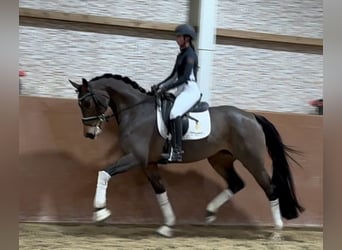 Oldenbourg, Jument, 4 Ans, 166 cm, Bai clair