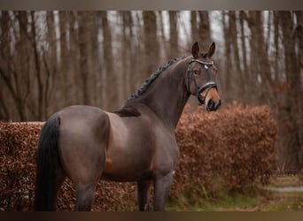 Oldenbourg, Jument, 4 Ans, 166 cm, Bai clair