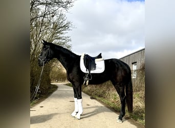 Oldenbourg, Jument, 4 Ans, 166 cm, Noir