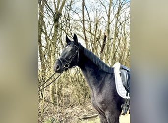 Oldenbourg, Jument, 4 Ans, 166 cm, Noir