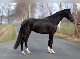 Oldenbourg, Jument, 4 Ans, 166 cm, Noir