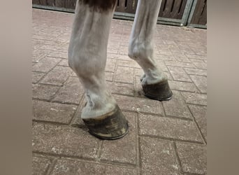 Oldenbourg, Jument, 4 Ans, 167 cm, Alezan brûlé