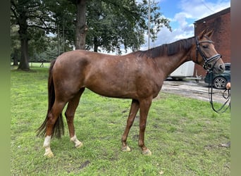 Oldenbourg, Jument, 4 Ans, 167 cm, Alezan