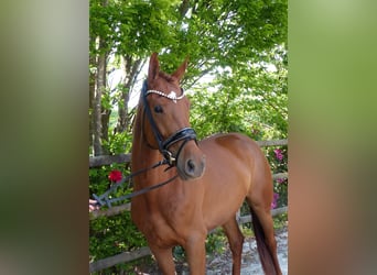 Oldenbourg, Jument, 4 Ans, 167 cm, Alezan