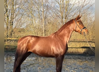 Oldenbourg, Jument, 4 Ans, 167 cm, Alezan