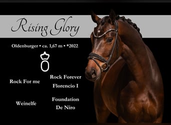 Oldenbourg, Jument, 4 Ans, 167 cm, Bai brun