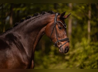 Oldenbourg, Jument, 4 Ans, 167 cm, Bai brun