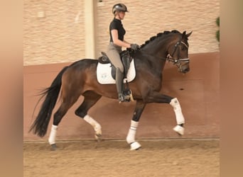 Oldenbourg, Jument, 4 Ans, 167 cm, Bai brun