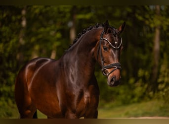 Oldenbourg, Jument, 4 Ans, 167 cm, Bai brun