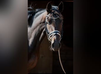 Oldenbourg, Jument, 4 Ans, 167 cm, Bai brun