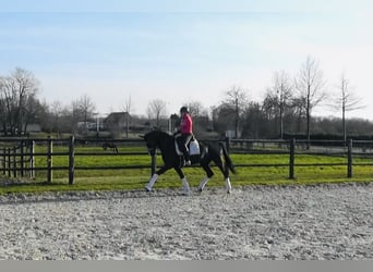 Oldenbourg, Jument, 4 Ans, 167 cm, Bai brun