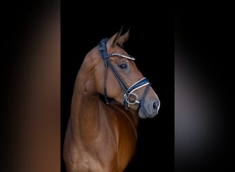 Oldenbourg, Jument, 4 Ans, 167 cm, Bai