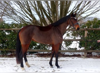 Oldenbourg, Jument, 4 Ans, 167 cm, Bai
