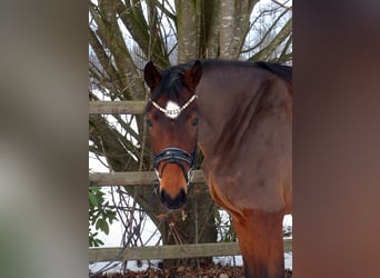 Oldenbourg, Jument, 4 Ans, 167 cm, Bai