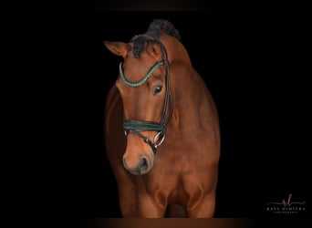 Oldenbourg, Jument, 4 Ans, 167 cm, Bai