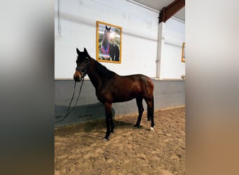 Oldenbourg, Jument, 4 Ans, 167 cm, Bai