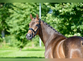 Oldenbourg, Jument, 4 Ans, 167 cm, Bai